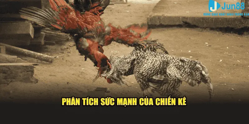 Kinh Nghiệm Đá Gà - Những Điều Cần Biết Khi Tham Gia Jun88 2025 2 Đánh giá chiến kê trong các trận đấu