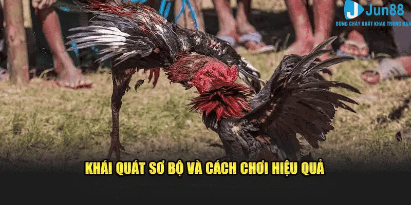 Kinh Nghiệm Đá Gà - Những Điều Cần Biết Khi Tham Gia Jun88 2025 1 Khái quát sơ bộ và kinh nghiệm đá gà hiệu quả